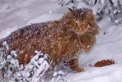 Улична котка в снега до оставена за нея храна