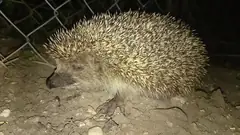 Таралеж в тревата в София