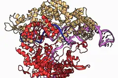Модел на белтъка Cas9, свързан с ДНК и водеща РНК