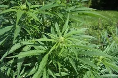 Растение от вида Cannabis sativa на открито