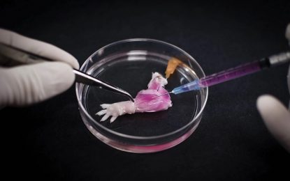 Живи крака, расли в лаборатория – науката вече го може
